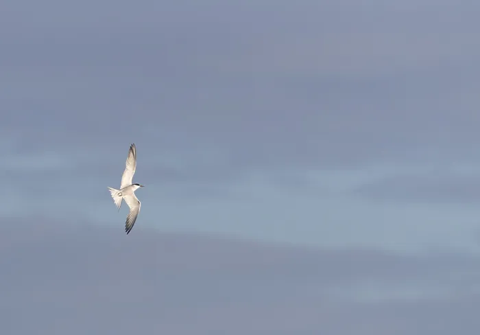 Framed Print : Common Tern, Sterna hirundo