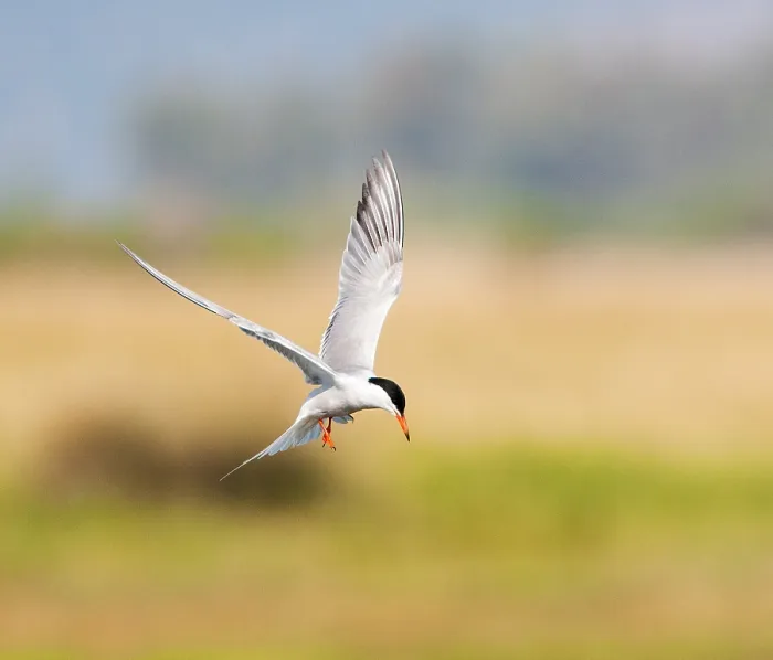 Framed Print : Common Tern, Sterna hirundo