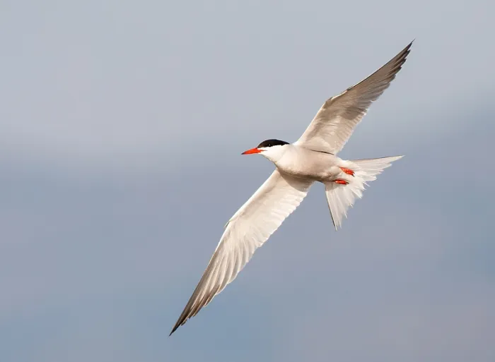 Framed Print : Common Tern, Sterna hirundo