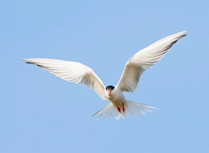 Framed Print : Common Tern, Sterna hirundo