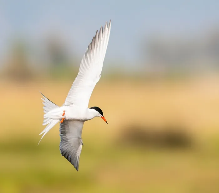 Framed Print : Common Tern, Sterna hirundo