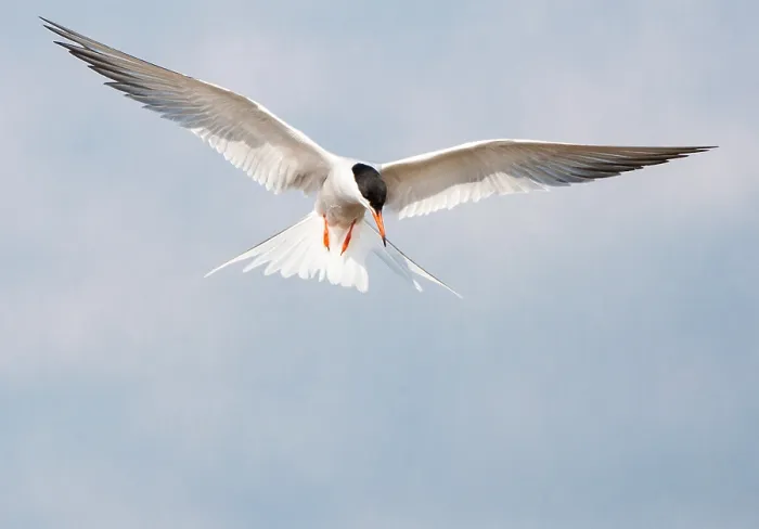 Framed Print : Common Tern, Sterna hirundo