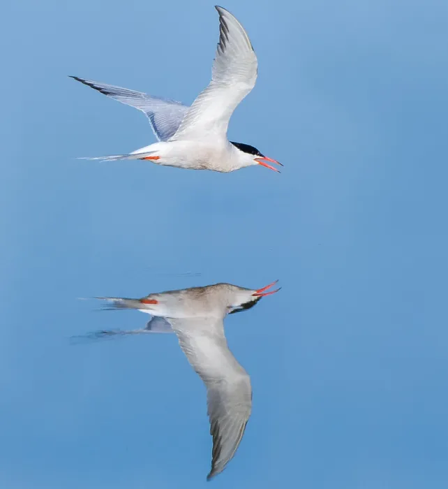 Framed Print : Common Tern, Sterna hirundo
