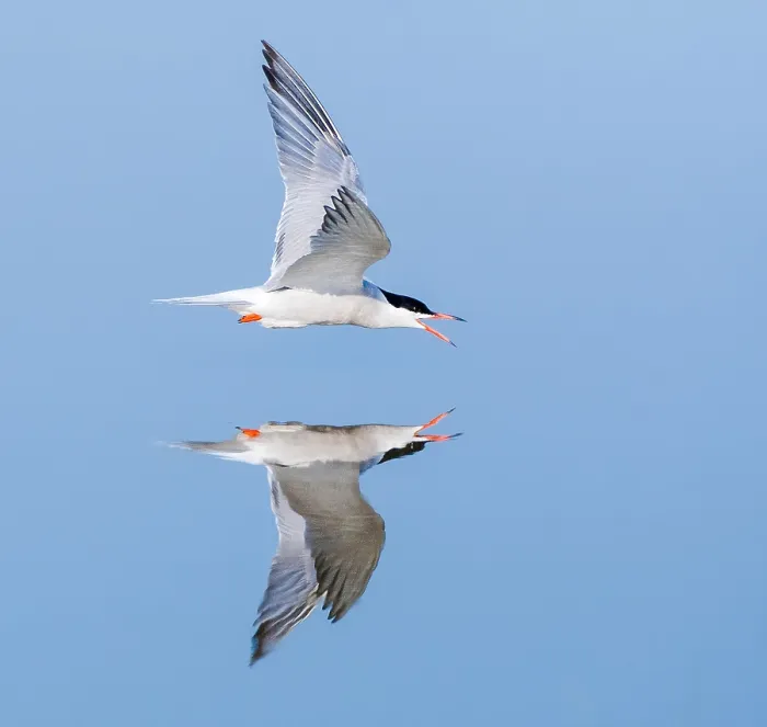 Framed Print : Common Tern, Sterna hirundo Framed Print : Common Tern, Sterna hirundo