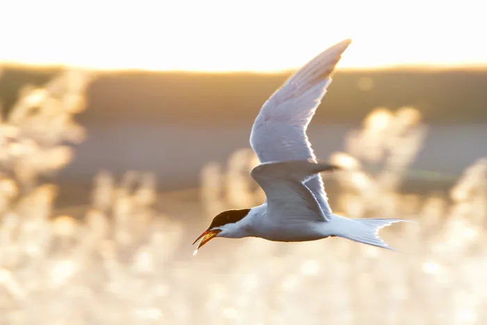 Framed Print : Common Tern, Sterna hirundo