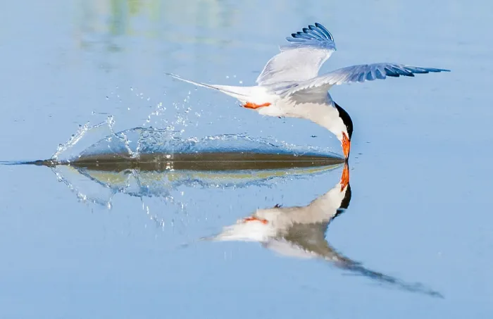Framed Print : Common Tern, Sterna hirundo