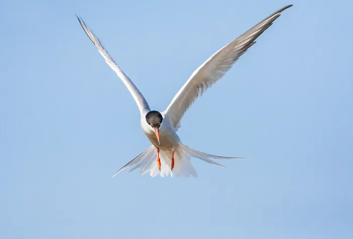 Framed Print : Common Tern, Sterna hirundo Framed Print : Common Tern, Sterna hirundo