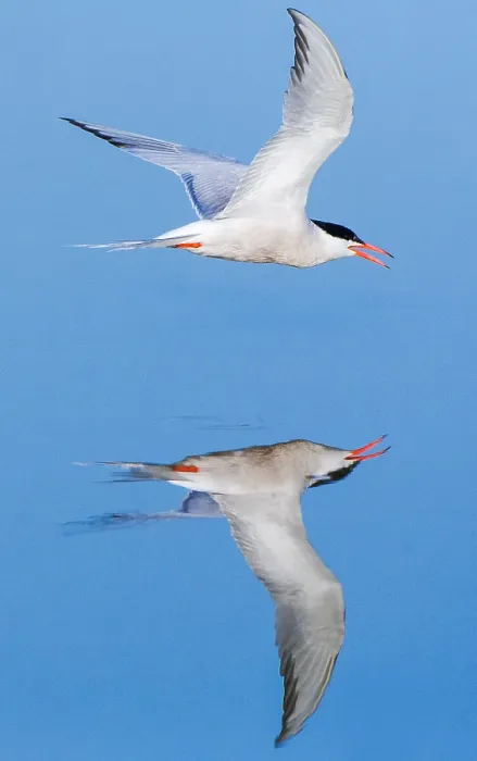Framed Print : Common Tern, Sterna hirundo
