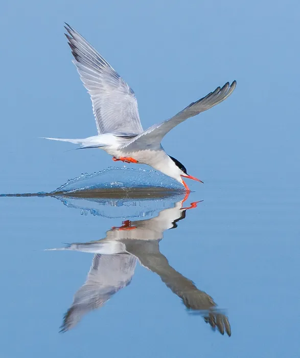 Framed Print : Common Tern, Sterna hirundo