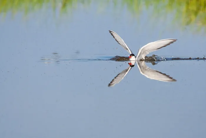 Framed Print : Common Tern, Sterna hirundo Framed Print : Common Tern, Sterna hirundo