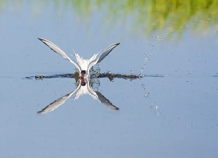 Framed Print : Common Tern, Sterna hirundo