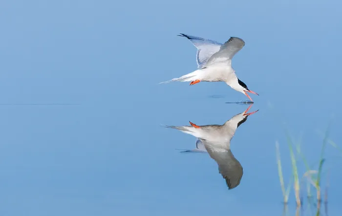 Framed Print : Common Tern, Sterna hirundo
