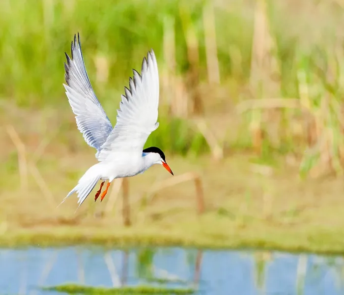 Framed Print : Common Tern, Sterna hirundo