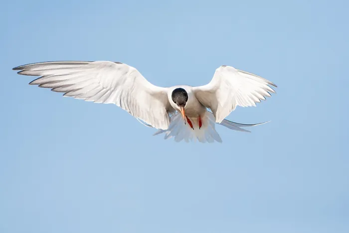 Framed Print : Common Tern, Sterna hirundo