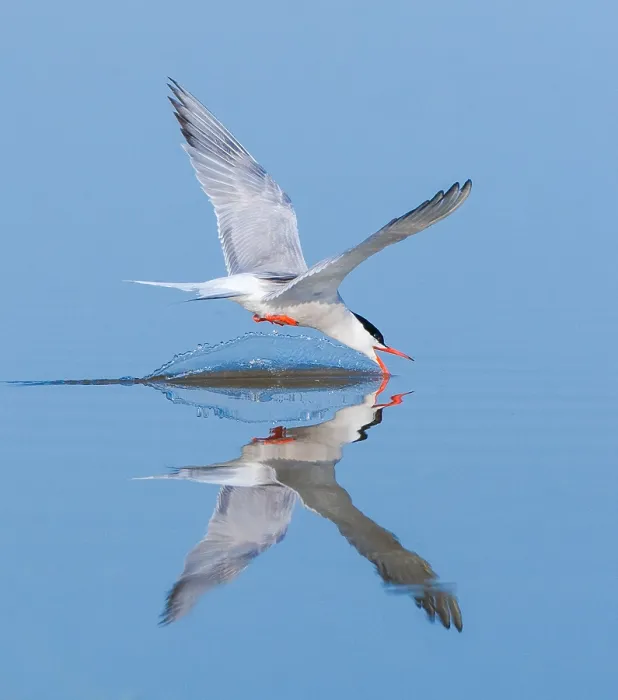 Framed Print : Common Tern, Sterna hirundo Framed Print : Common Tern, Sterna hirundo