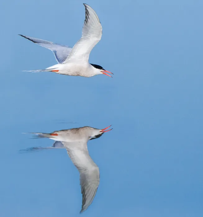 Framed Print : Common Tern, Sterna hirundo