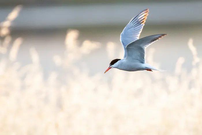 Framed Print : Common Tern, Sterna hirundo Framed Print : Common Tern, Sterna hirundo