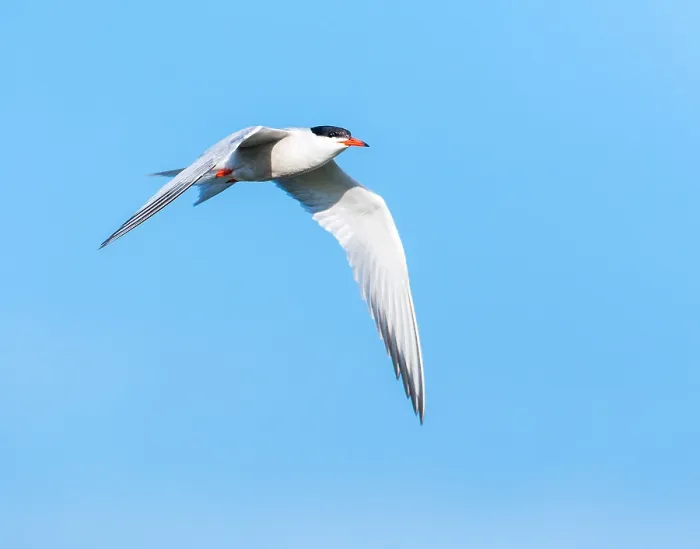 Framed Print : Common Tern, Sterna hirundo
