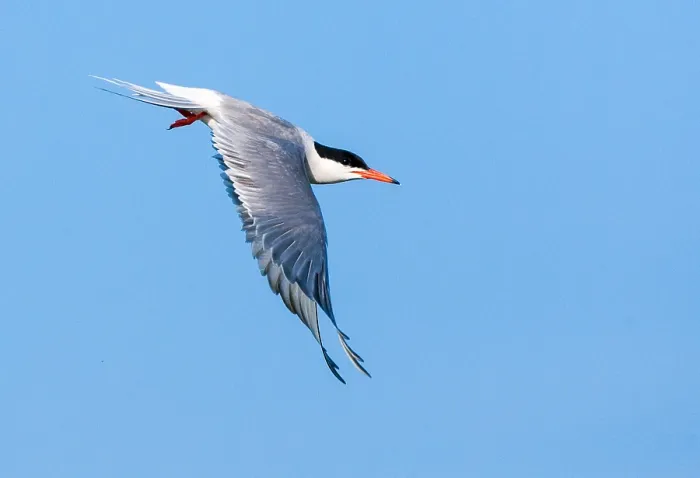 Framed Print : Common Tern, Sterna hirundo