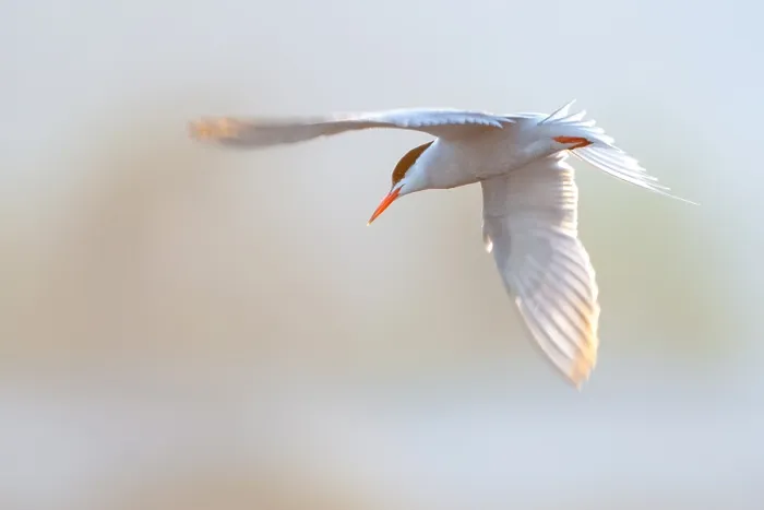 Framed Print : Common Tern, Sterna hirundo