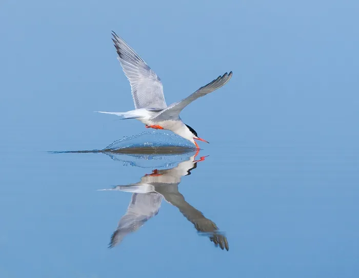 Framed Print : Common Tern, Sterna hirundo