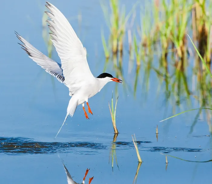 Framed Print : Common Tern, Sterna hirundo