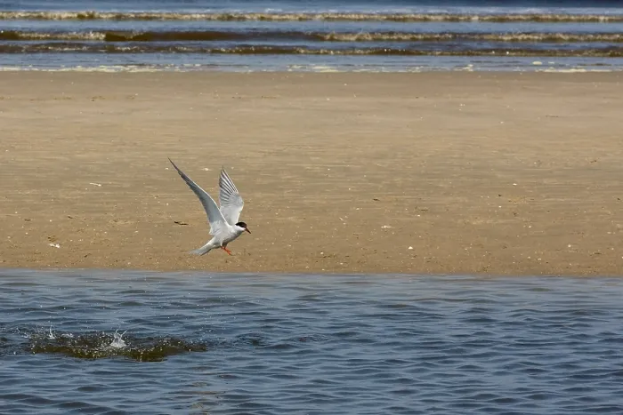Framed Print : Common Tern, Sterna hirundo