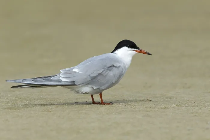 Framed Print : Common Tern, Sterna hirundo