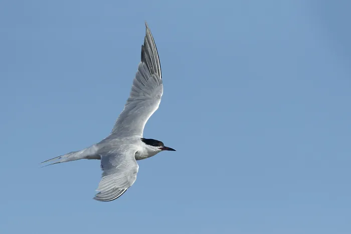 Framed Print : Common Tern, Sterna hirundo