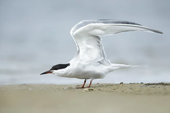 Framed Print : Common Tern, Sterna hirundo