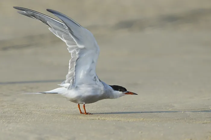 Framed Print : Common Tern, Sterna hirundo Framed Print : Common Tern, Sterna hirundo