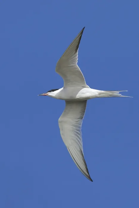 Framed Print : Common Tern, Sterna hirundo