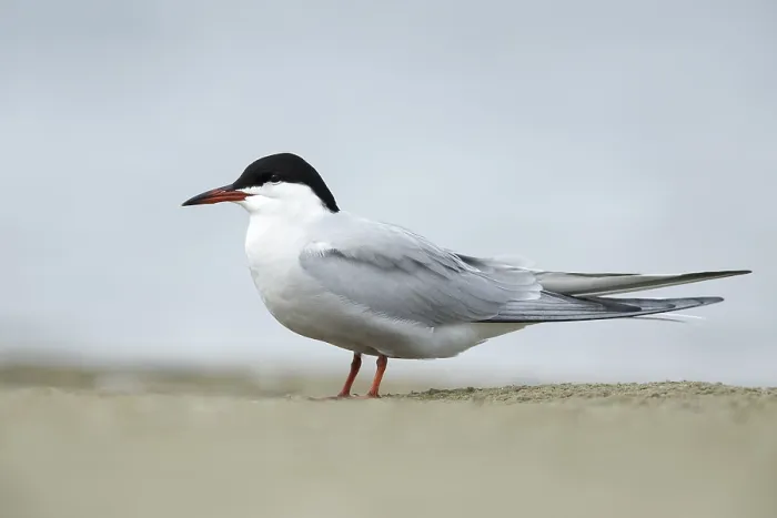 Framed Print : Common Tern, Sterna hirundo Framed Print : Common Tern, Sterna hirundo