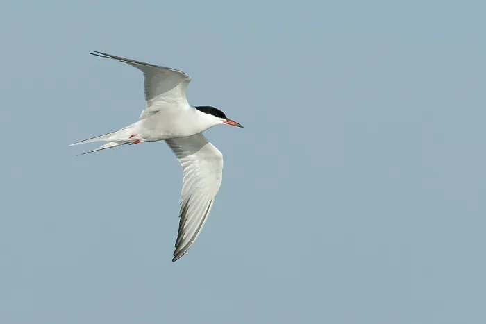 Framed Print : Common Tern, Sterna hirundo
