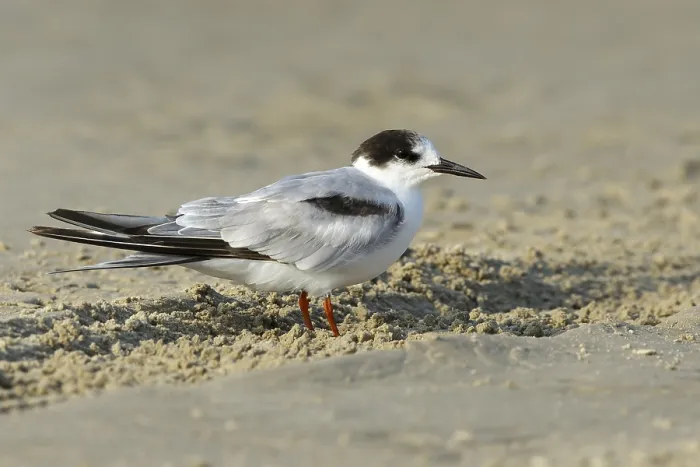 Framed Print : Common Tern, Sterna hirundo