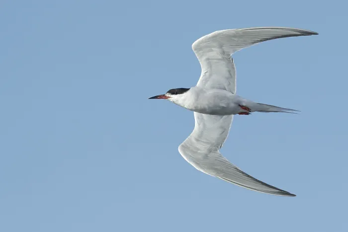 Framed Print : Common Tern, Sterna hirundo