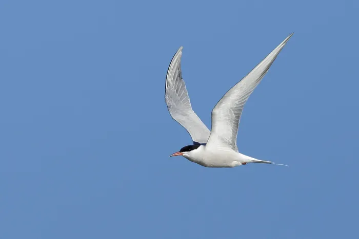 Framed Print : Common Tern, Sterna hirundo