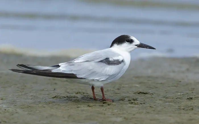 Framed Print : Common Tern, Sterna hirundo