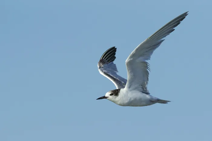 Framed Print : Common Tern, Sterna hirundo