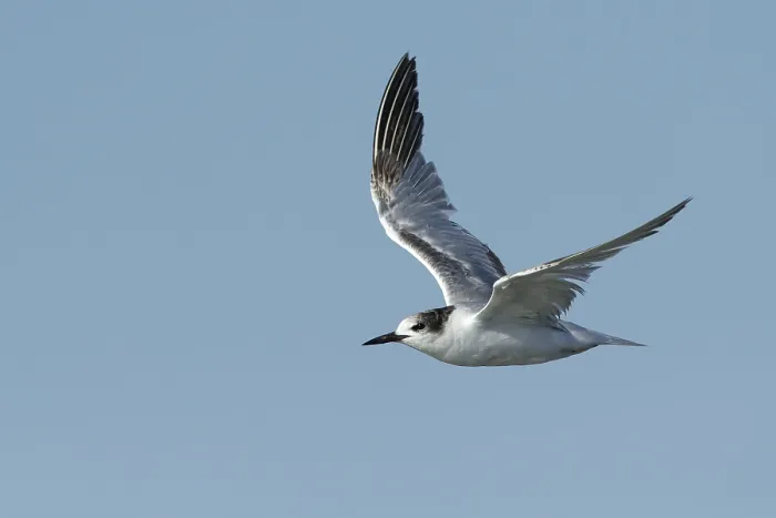 Framed Print : Common Tern, Sterna hirundo