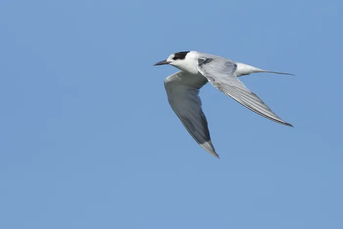 Framed Print : Common Tern, Sterna hirundo