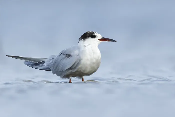 Framed Print : Common Tern, Sterna hirundo