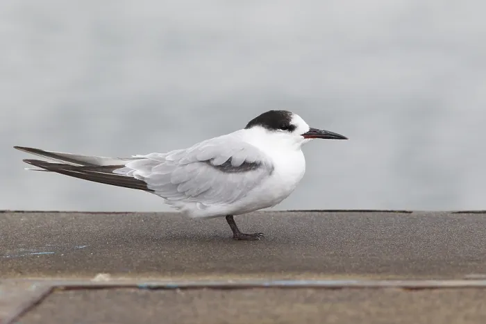 Framed Print : Common Tern, Sterna hirundo