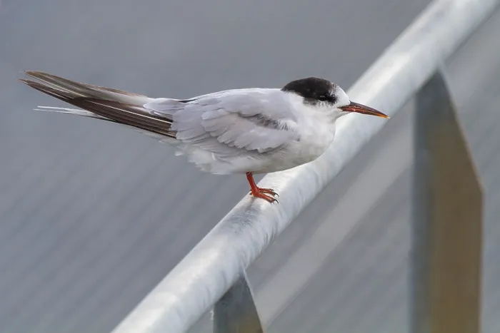 Framed Print : Common Tern, Sterna hirundo
