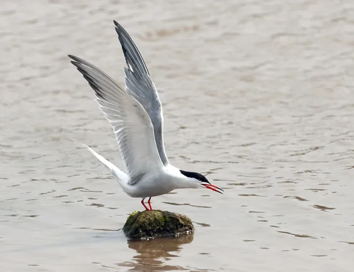 Framed Print : Common Tern, Sterna hirundo