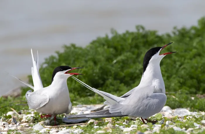 Framed Print : Common Tern, Sterna hirundo Framed Print : Common Tern, Sterna hirundo