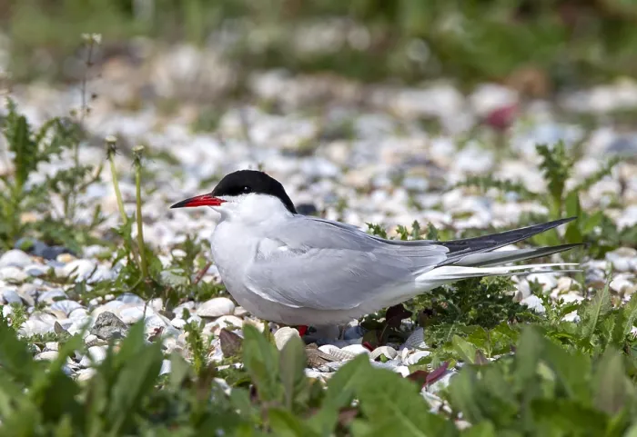 Framed Print : Common Tern, Sterna hirundo