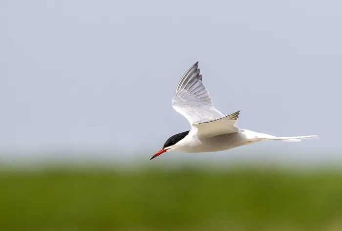Framed Print : Common Tern, Sterna hirundo