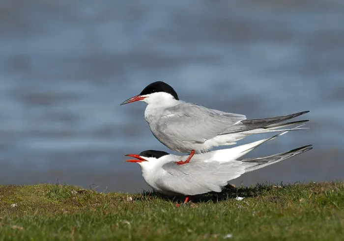 Framed Print : Common Tern, Sterna hirundo