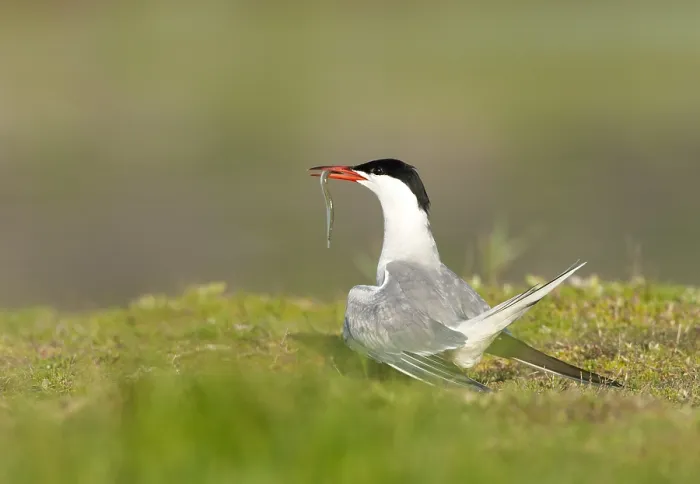 Framed Print : Common Tern, Sterna hirundo